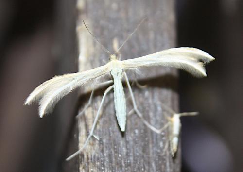Réf. 241 545 : Merrifieldia sp.